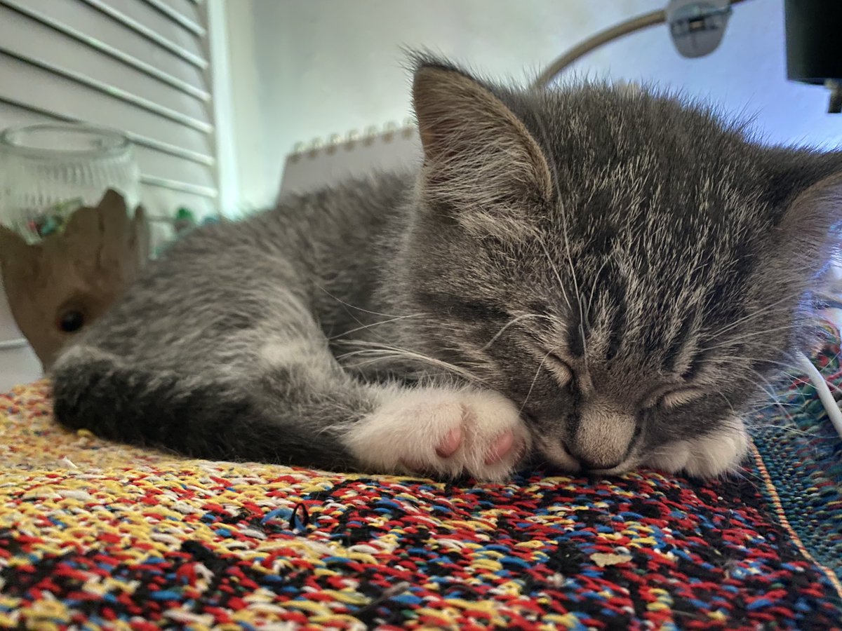 kkloIIy's tweet photo. I keep this blanket on my desk for the cats to nap on and Rudy is a big fan 🤍 https://t.co/UhyZkWq6VH