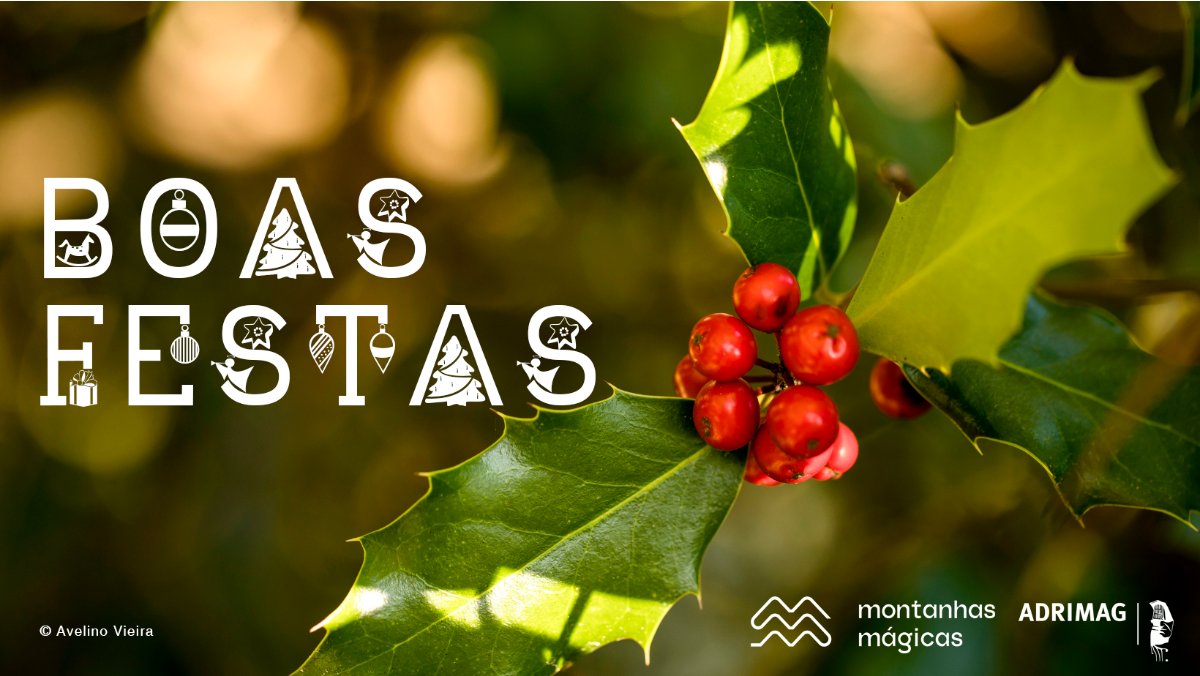 MontMagicas's tweet photo. 🎄 BOAS FESTAS - https://t.co/vWJFWx4KQR https://t.co/5m7LehF81S
