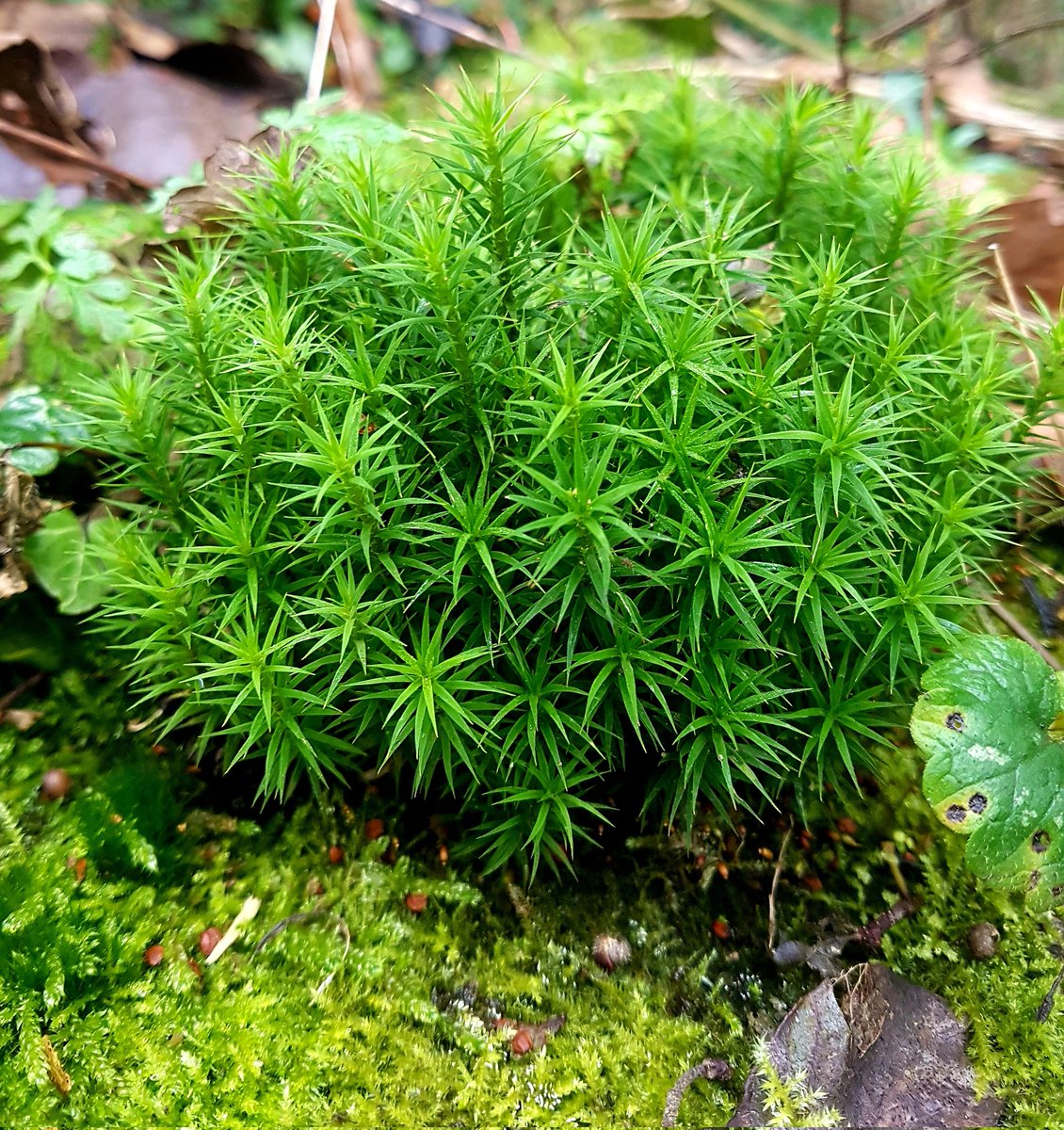 Hair cap moss ??? So pretty.