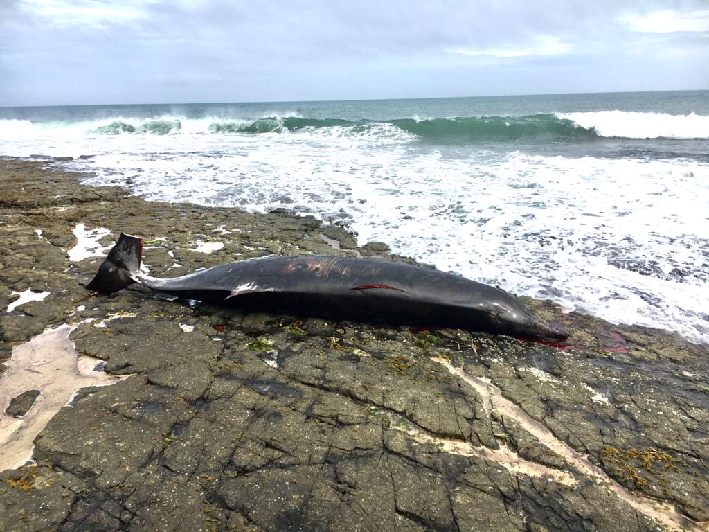 Desiree_Laverne's tweet image. #ToHellWithShell....
Another senseless death caused by @Shell Seismic Blasting off the Wild Coast...
Beaked Whale - Pullman Beach... 
#FokoffShell
#BoycottShell @shell
