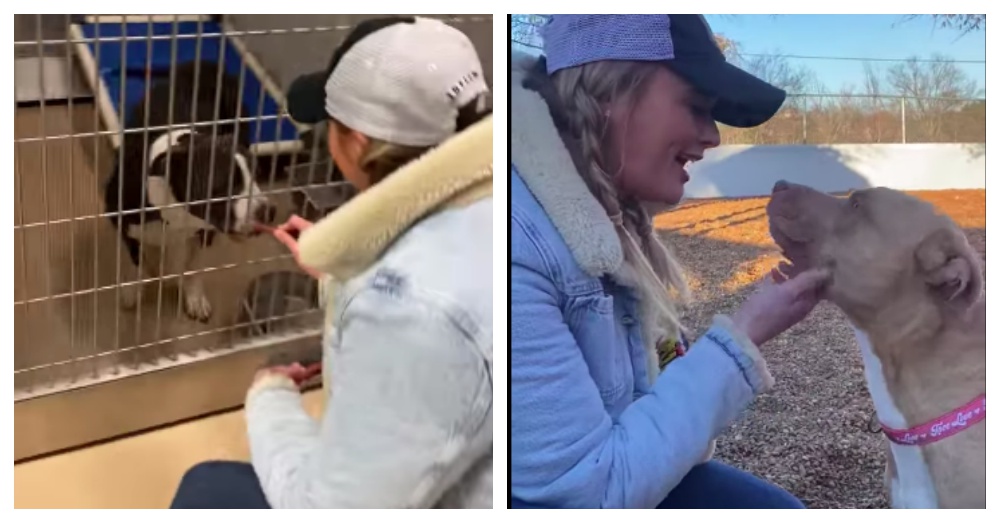 TheAnimalRescueSite (@theanimalrescue) on Twitter photo Miranda Lambert Donates Much-Needed Supplies To Animal Shelters In Tennessee: bit.ly/3H3Ffwi <a href="/mirandalambert/">Miranda Lambert</a> Miranda Lambert Donates Much-Needed Supplies To Animal Shelters In Tennessee: bit.ly/3H3Ffwi <a href="/mirandalambert/">Miranda Lambert</a>