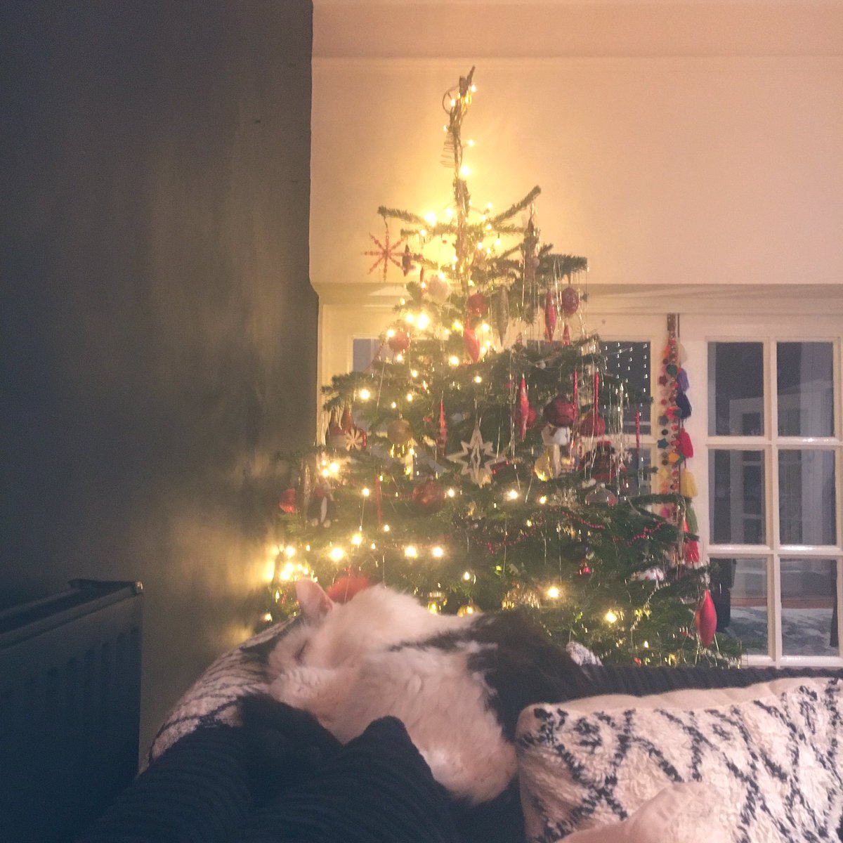 Hello my furrends! ❤️ I know I’ve been gone a while, but I wanted to let you know that all is well in LarryLand! (Apart from having a bladder infection and 13 teef out!) My human took a mental health break, but I’ll be back soon!😸 I’d love to know how you all have been! 😻 #Cats