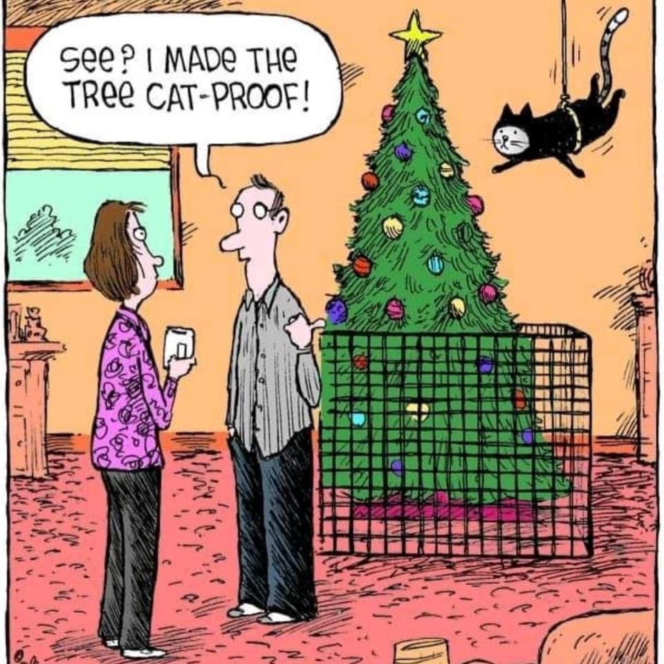Another one nicked from Knighton Christmas Countdown. Facebook, like Twitter, is loaded with cat lovers.