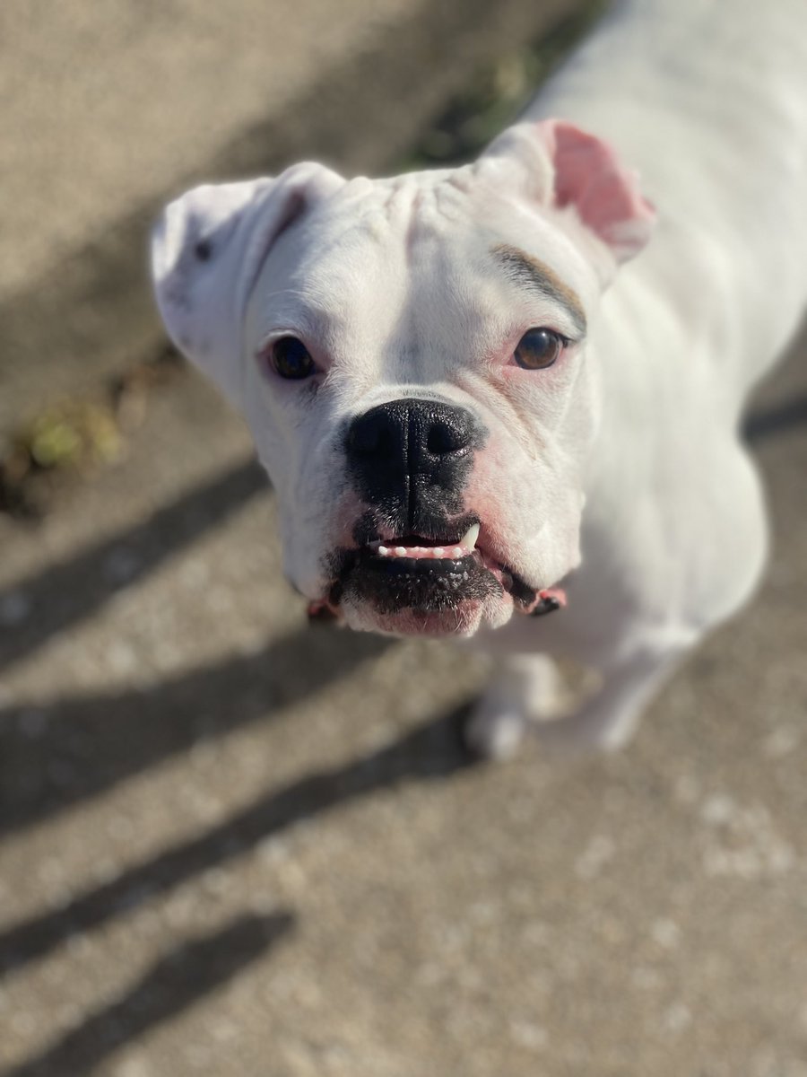 SweetSweetBecky's tweet photo. @AdamParkhomenko This is Bowie. I rescued her last November.  She is the tiniest boxer ever. https://t.co/NkalUQWT4f