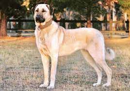 JLS_Longview's tweet image. Woof Wednesday! 🐶

This week: Kangal Shepherd Dog

The Kangal Shepherd has the strongest bite force in the canine world being able to generate a force of over 700 pounds per square inch; compared to a Rottweiler of 328 pounds per square inch, or a human with a biteforce of 150