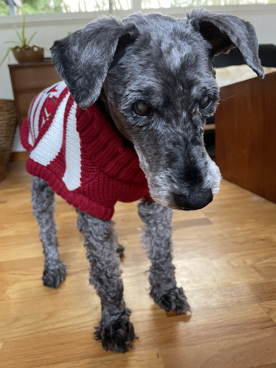 alissaknight's tweet photo. #KnightWriter fans meet Mr Dinky! In 2013 I was driving down the highway in Mexico and someone threw him onto the highway. I ran out to grab him in the middle of traffic. He had clear signs of abuse, someone had kicked him in the face. We took him to the vet and loved him since. https://t.co/Q7IaCQ0BS2
