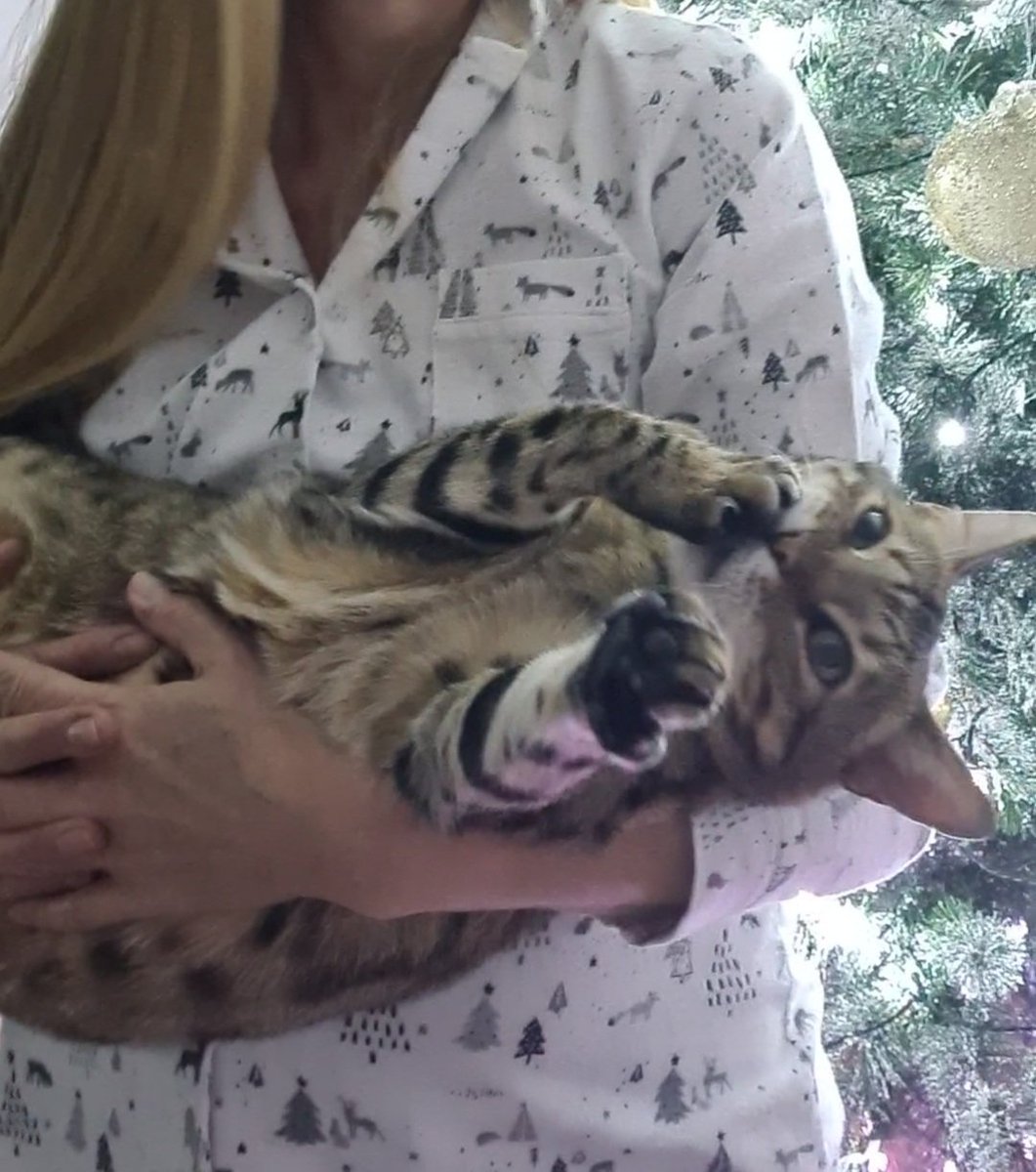 EdisonChubbyCat's tweet photo. You dont mind if I just do my nails here, do you mum? 
#Christmas2021 #Christmasgifts #CatsofTwittter #Bengals #cats #catsofinstagram https://t.co/Fn618geLZh