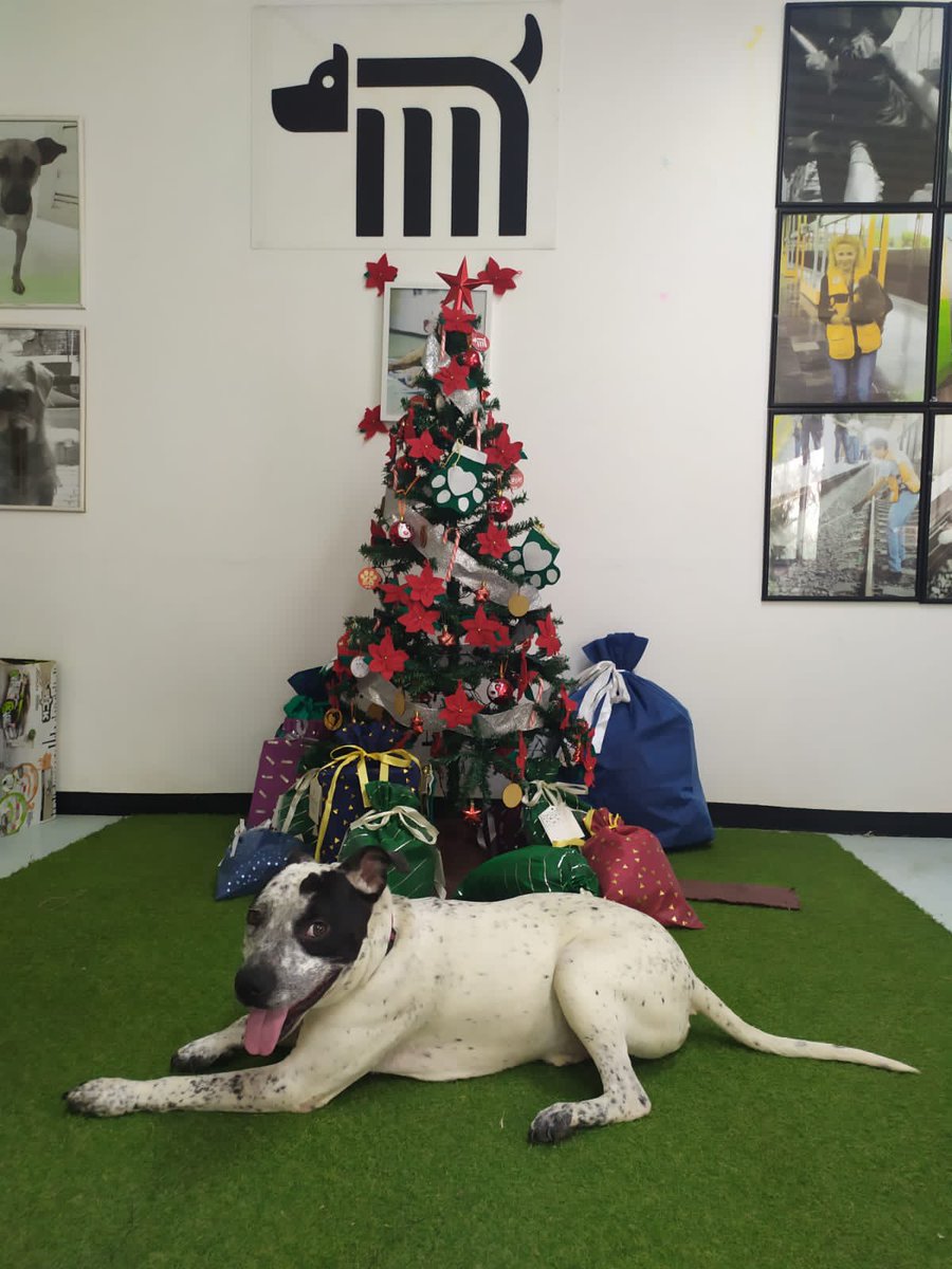 CulturaCiudadMx's tweet photo. ¡Esta #NavidadEnLaCiudad regala un hogar! Ven al Centro de Transferencia Canina del @MetroCDMX y adopta a un lomito 🐶🎄

Para más información visita la redes sociales del @MetroCDMX. https://t.co/NhxsLRoF8p