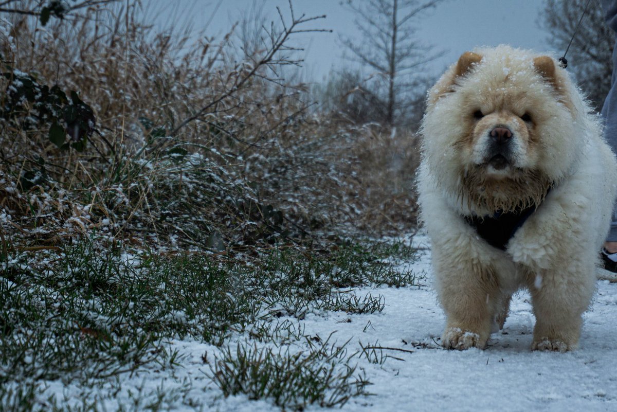 Calberg_'s tweet image. Snow floof