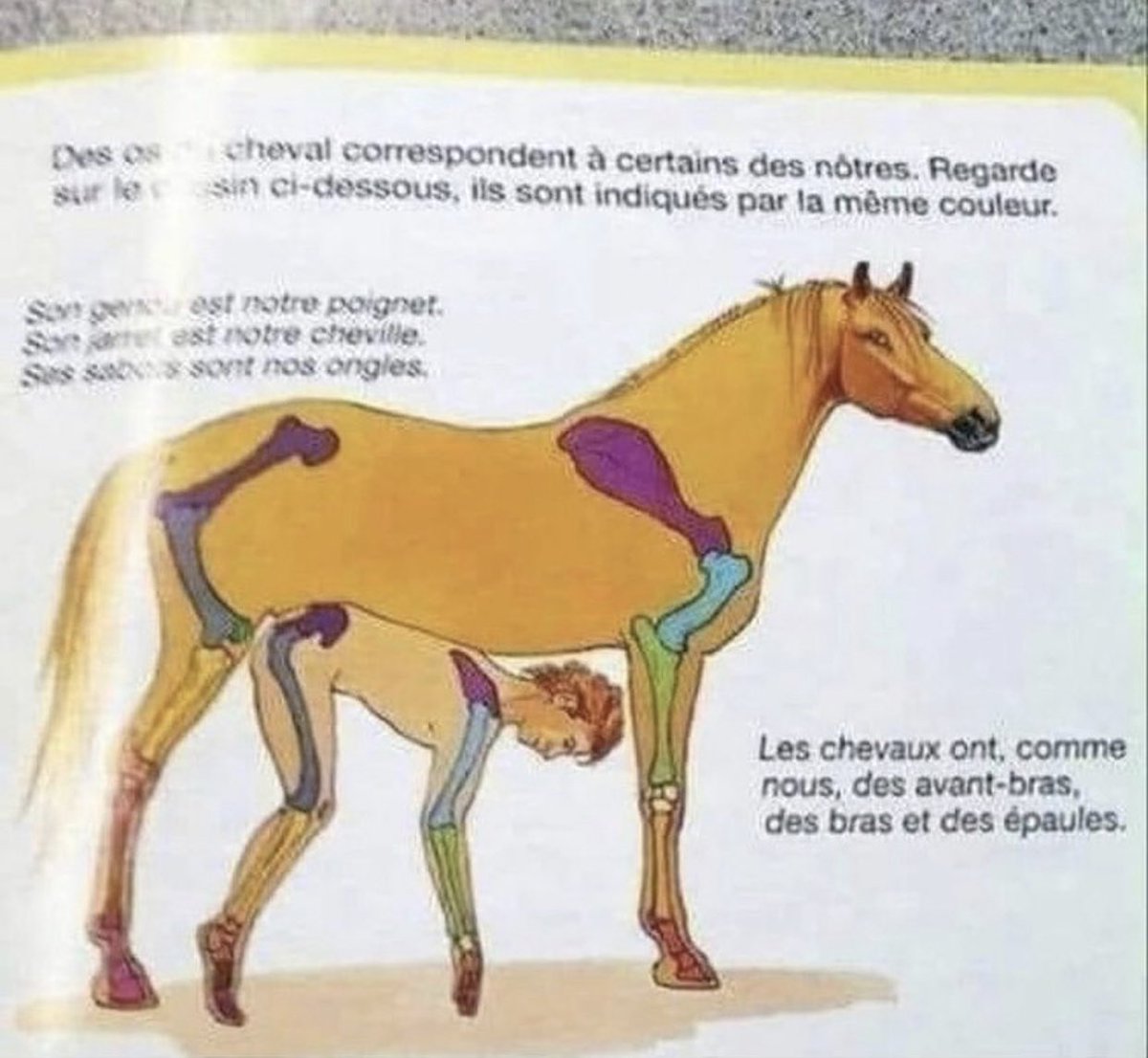 Dieses französische Buch vergleicht den Knochenaufbau von Mensch und Pferd.

Ich kann kein französisch, sehe da aber definitiv etwas Anderes.