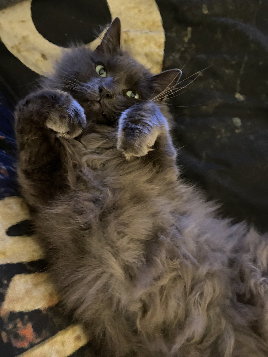 Lyns8843's tweet photo. My handsome boy 🐾🐾🐾 Fluffy bum Regie ❤️🐾 https://t.co/U3dQFuCTv5