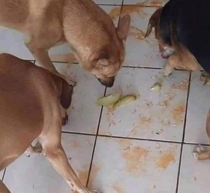 DiloConPerritos's tweet photo. Estaba cocinando y ocurrió un accidente, por fortuna en esta casa contamos con un departamento de limpieza que tiene personal eficiente y veloz. https://t.co/IDESVQqc9C