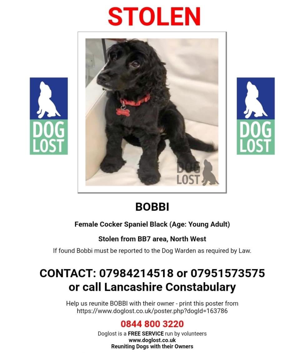rosieDoc2's tweet photo. #SpanielHour 
 #findBobbi 
🛑Extensive searches brought nothing/posters all over areas WHO TOOK/FOUND BOBBI? This is so sad….beautiful little girl. 
She needs to be home for Christmas 🎄 her family need her home🛑
Please keep sharing….keep looking 

https://t.co/8Bf489anyw https://t.co/GEyQ1Y79b4