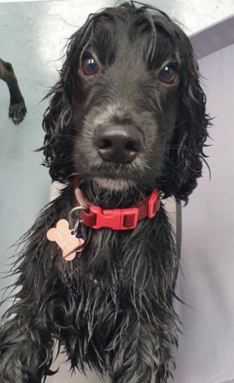 rosieDoc2's tweet photo. #SpanielHour 
 #findBobbi 
🛑Extensive searches brought nothing/posters all over areas WHO TOOK/FOUND BOBBI? This is so sad….beautiful little girl. 
She needs to be home for Christmas 🎄 her family need her home🛑
Please keep sharing….keep looking 

https://t.co/8Bf489anyw https://t.co/GEyQ1Y79b4