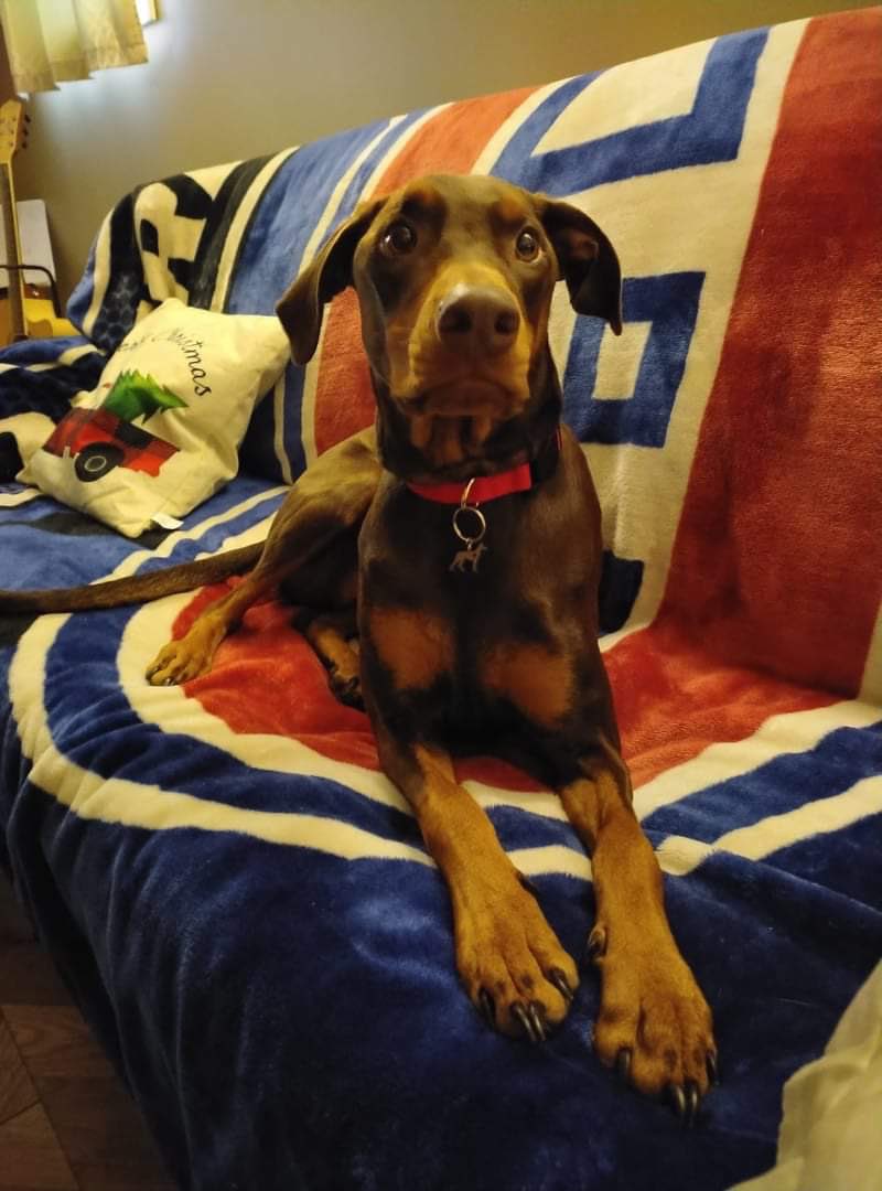 TKeepsakesNS's tweet photo. Two precious pups that I made special #dogIDtags for. Bohdi was adopted from the Canadian Aussie Rescue by my friend Tracy and Piper the beautiful Doberman was adopted by my friend Finlay โฅ๏ธ Two very loved and spoiled pups! https://t.co/8Pbx60HS9p