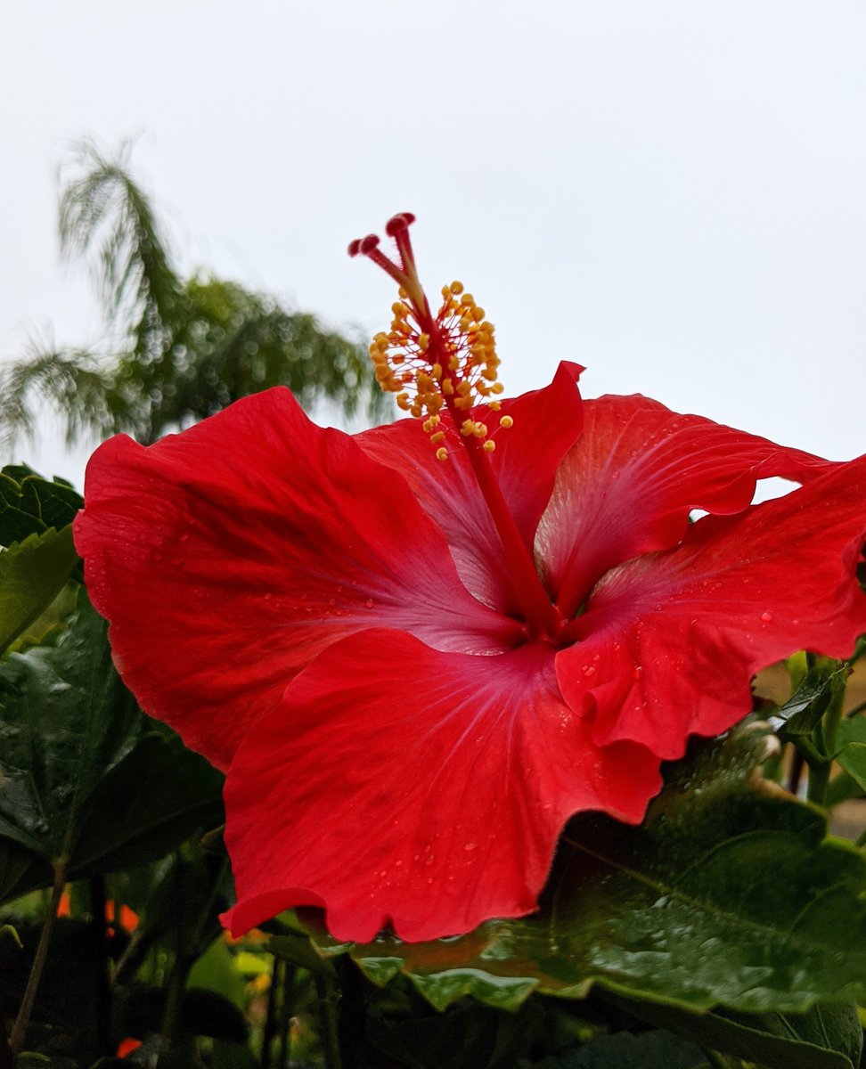 As we close out 2021, we would like to sincerely express our gratitude to all of our loyal customers, friends, and family who have supported us through the years. You make #Galveston our happy place. 🏝️

Be sure to sign up for our newsletter for updates: tomsthumbnursery.com/sign-up/