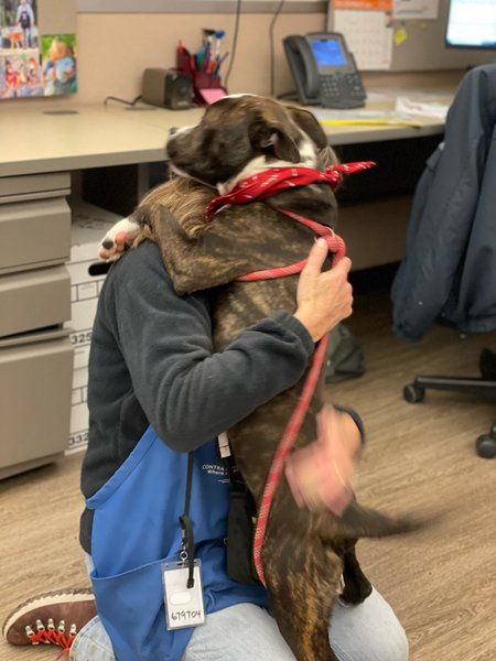 #Dog #Eggroll_CCSTCA_01 Hi I’m Eggroll and I like warm hugs.  https://t.co/WCnsUANvNx https://t.co/8XxMEALPsN