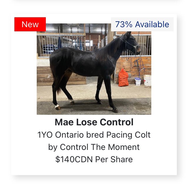 SunshineinMae1's tweet photo. New yearling Alert 🚨 

“This is my little brother MAE LOSE CONTROL”

“Shares still available on https://t.co/n7mTB6AEm9 website” 💖 https://t.co/Hl99LqsitJ