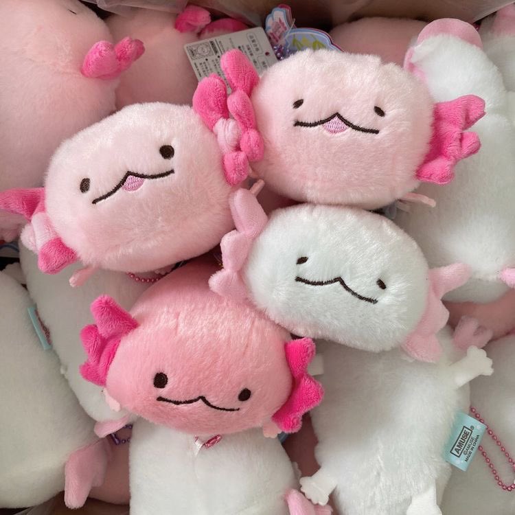 SoftnessDaily's tweet photo. axolotl plushies 🎀 https://t.co/glfYrV6QpE