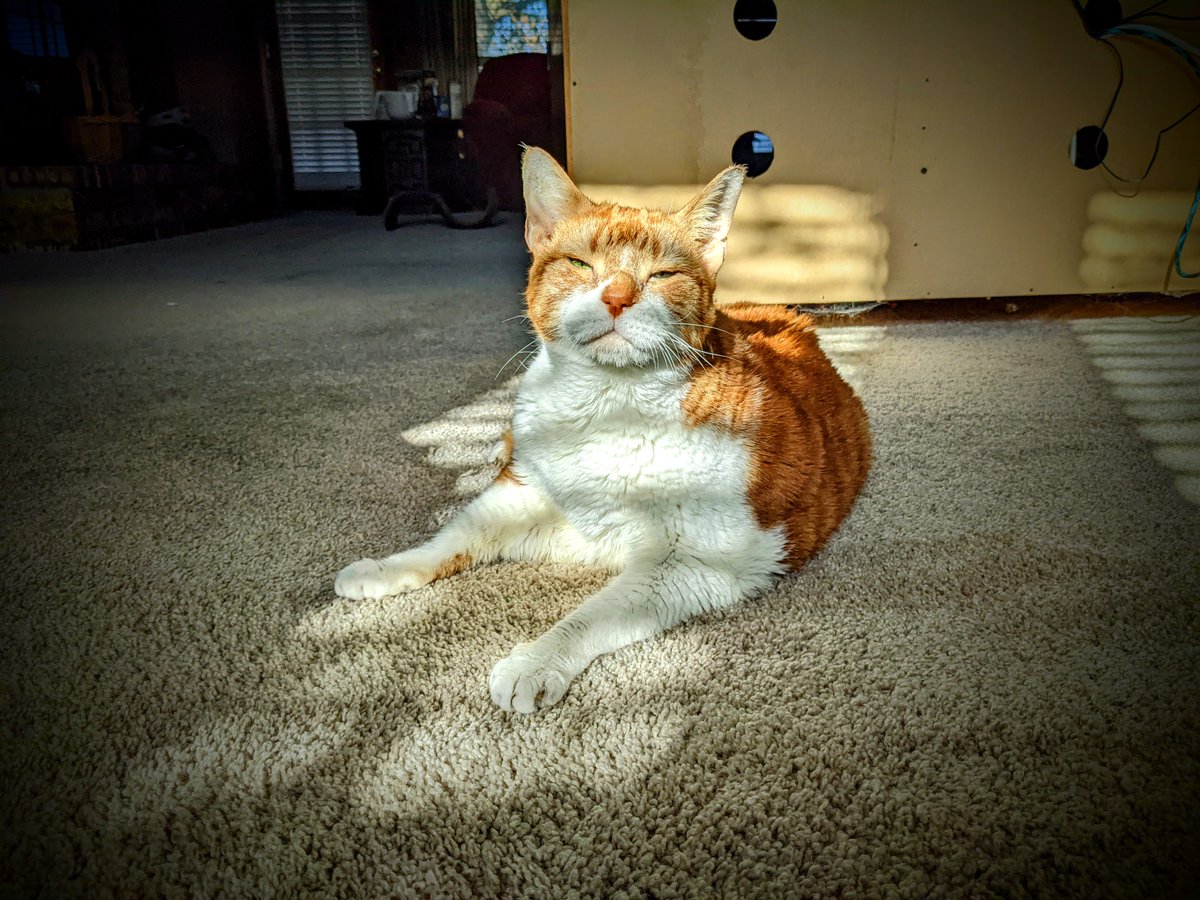 Libbets's tweet photo. Rascal likes the sun!  #cats #catlady https://t.co/CCfemTCGsA