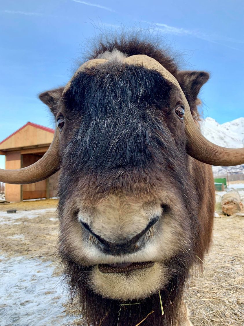 goMuskOx's tweet photo. Wishing you and your herd a Merry Christmas! We hope you and your loved ones have a safe and healthy holiday season.
📷: @akwildlife
#gomuskox #muskox #roamfreely #puremichigan #outdoorapparel #christmas #awcc https://t.co/9VybxwyUtM