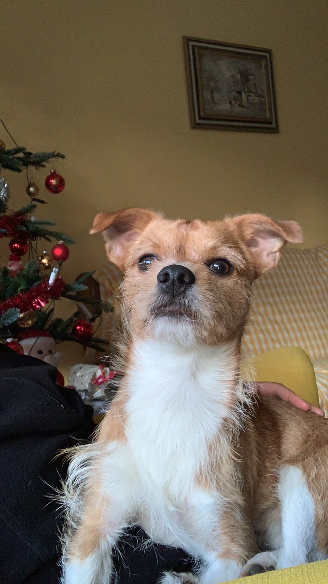 Bambilicous2's tweet photo. Who‘s out there? Santa Claus? Is that you? 🙊😅

#cutedogs #dogsoftwitter #dogs #DogLife #doglovers #hunde #hundeliebe #hundeleben #hundetraining #AdoptDontShop #AdoptDontBuy #RescueDogs https://t.co/V1v83s2BZF