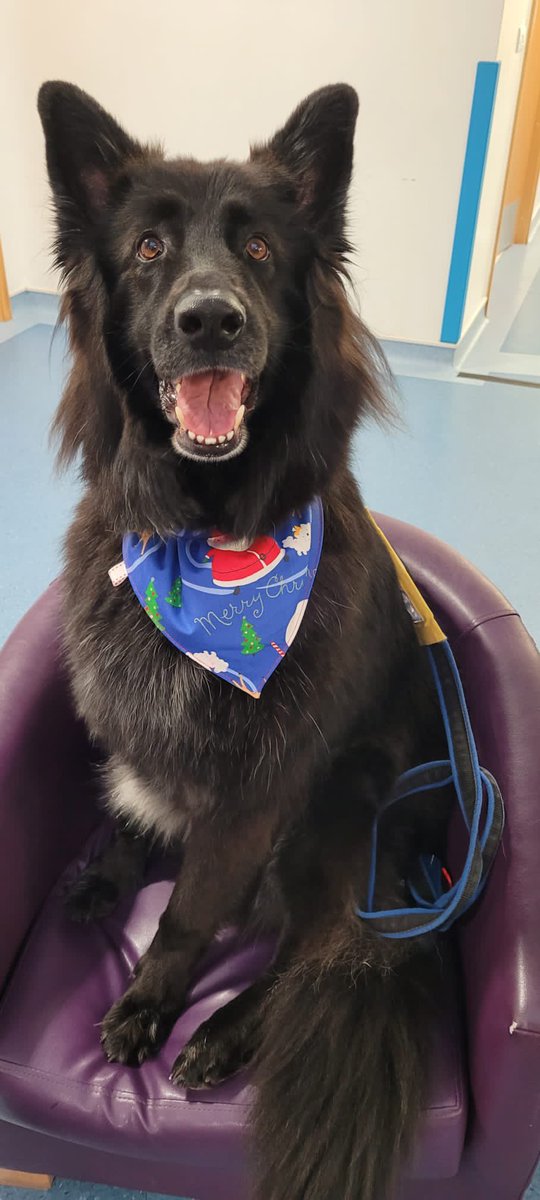 AnneDexterOT's tweet photo. A lovely festive visit to the wards from SantaPaws, aka Oscar the therapy dog today 🐶🎅 #MoorlandViewCrew  #MeadowViewCrew @Debihari4780 @DPT_NHS @DPT_ChiefExec https://t.co/iMFgUaKa5H