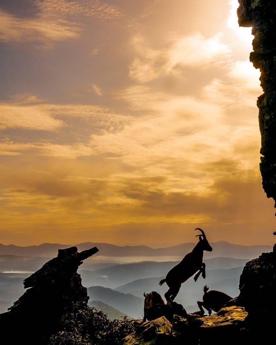 TRES VALLES tweet media