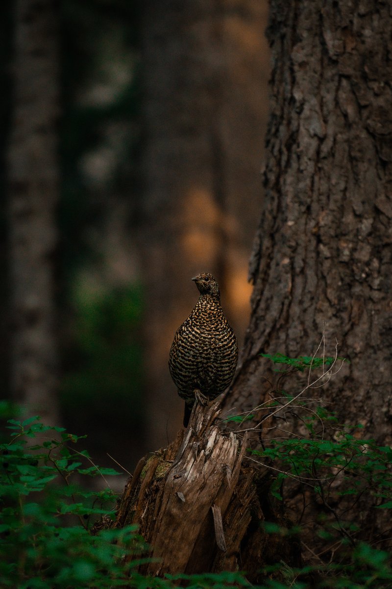 AelaWild's tweet photo. I'm doing research to find out what resources female-identifying wildlife photographers need or feel are missing. Want to tell me what you need? Great, let's chat! NOT a sales call. https://t.co/lkXy5byQkl
#wildlifephotography #womeninwildlifephotography #conservationphotography https://t.co/L2YyVIy0FF