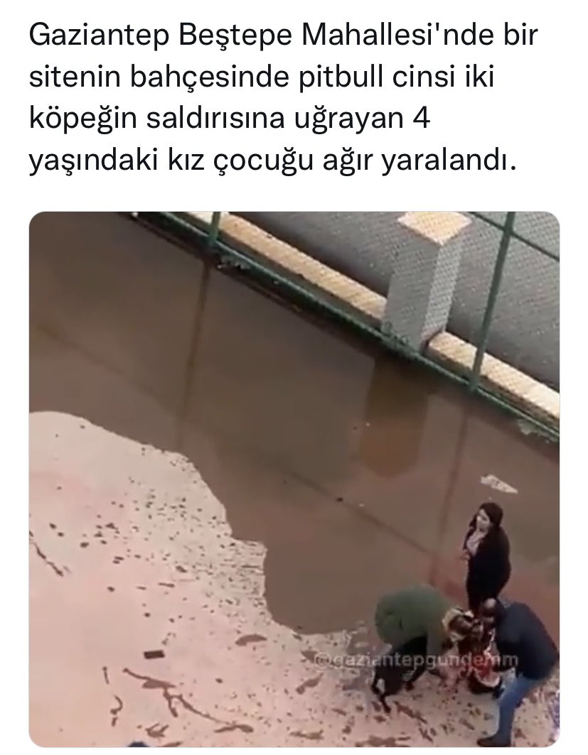 osman_ciger's tweet photo. Tüm köpeklere ve köpekliklere düzenleme gelmeli.
#PitbullYasaklansın
#öğretmen https://t.co/VEYjJBOz19