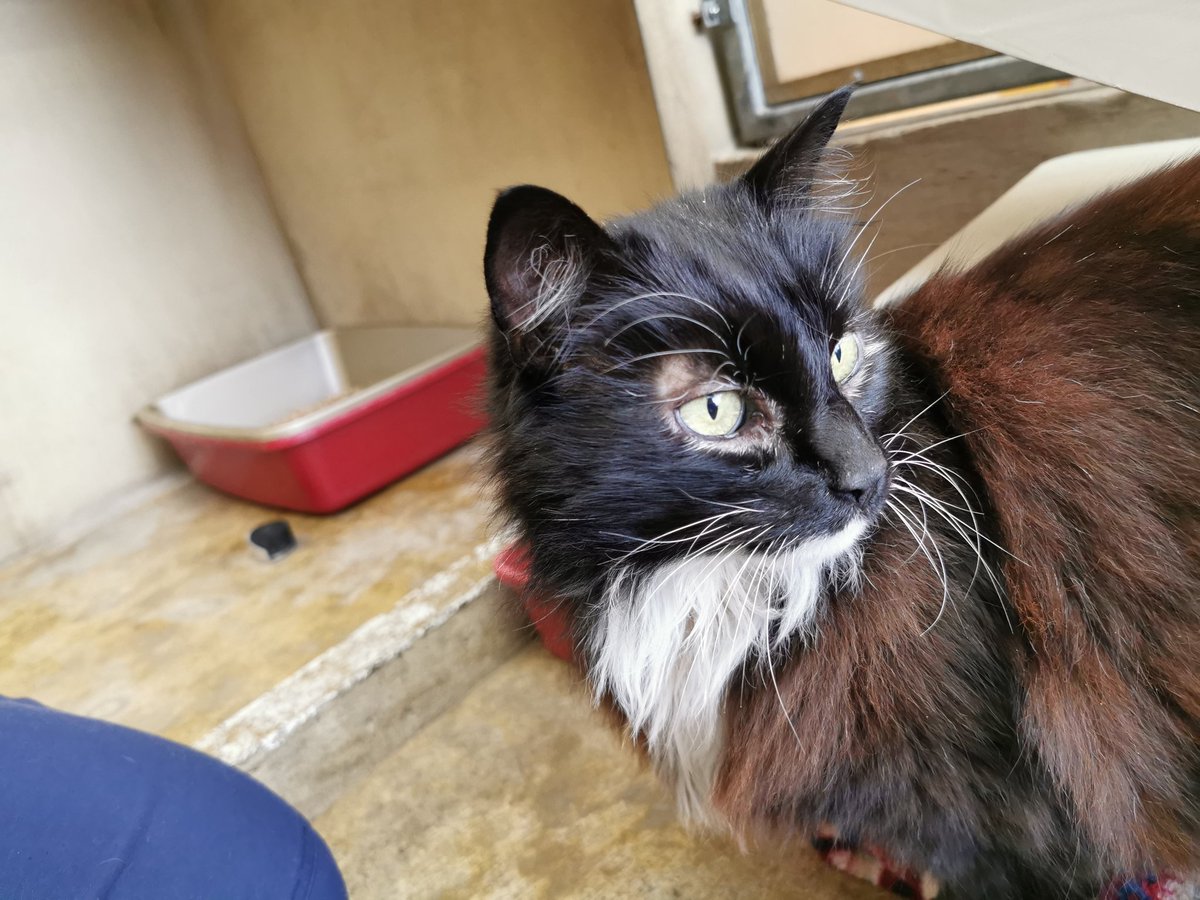 MillbrookCats's tweet photo. A cat with white eyeliner anyone? https://t.co/3bh5dsjHU9