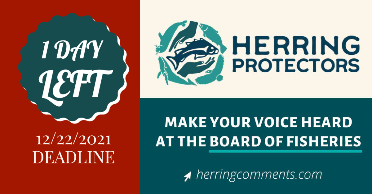 IndivisibleANC's tweet image. 1. Visit herringcomments.com
2. Choose Southeast - Comments due 12/22/2021
3. Complete the form with your contact info and comment
4. Click 'Submit Comment'

Include why you support conserving existing herring for the future.
#ProtectOurFish #ProtectHerring #HerringProtectors
