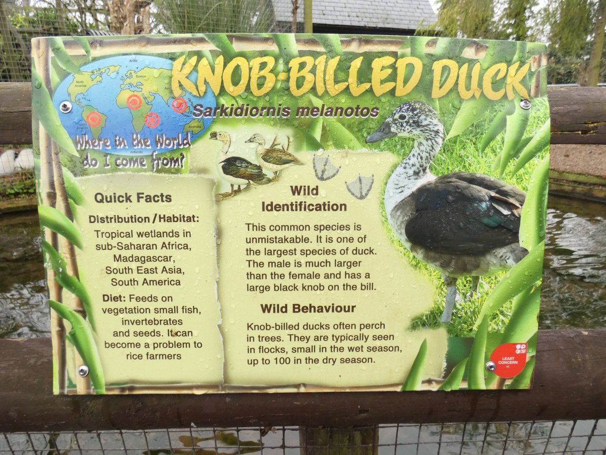 duck_swamp's tweet photo. Perhaps we should have named the band after these fellows... https://t.co/53JzZqBW4D