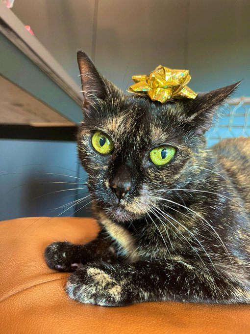 She's such a grinch, my little old lady 😆 https://t.co/Ps9yS00ztc