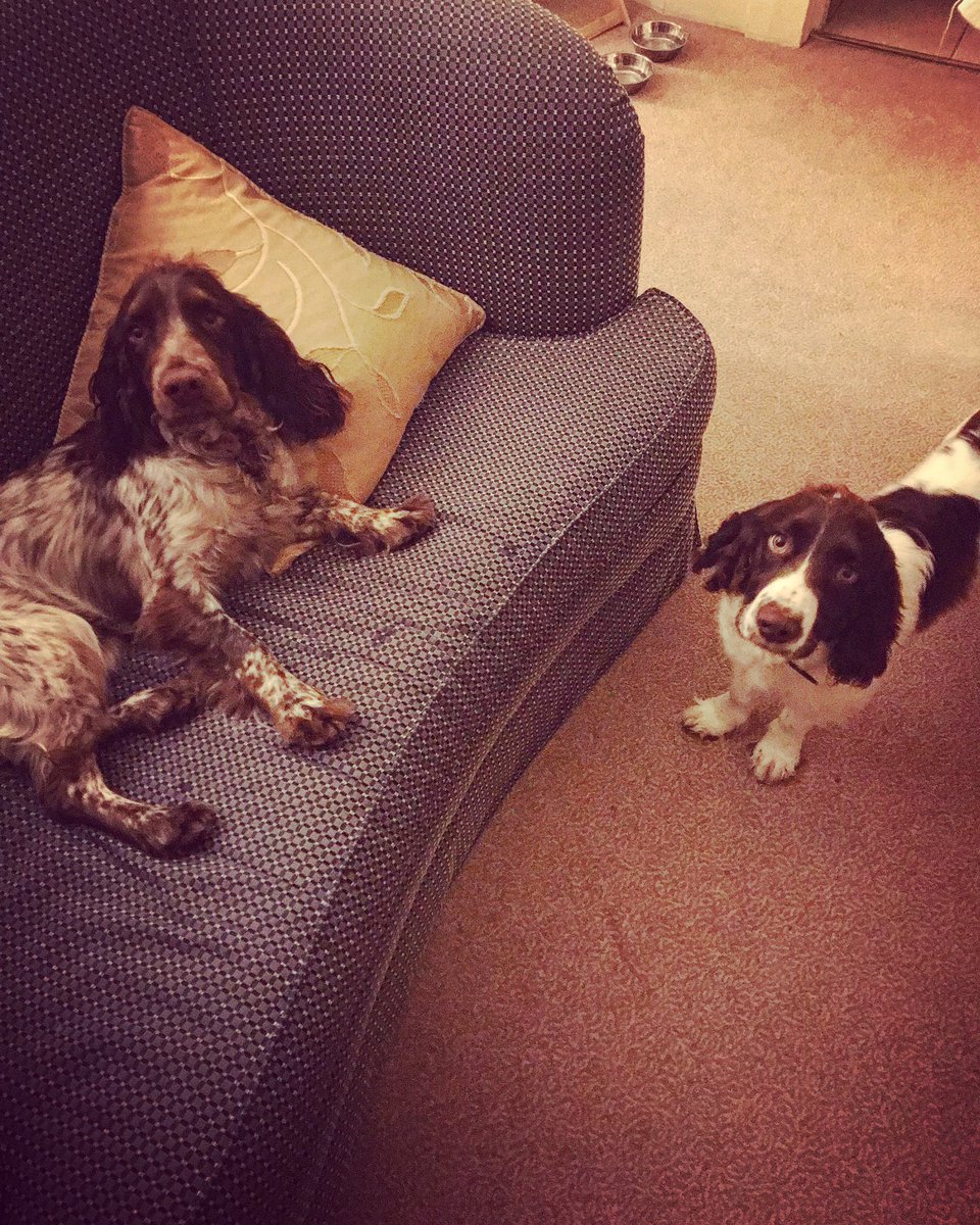 iain_w_anderson's tweet image. Festive greetings from #Joe #Jarvis #JoeJarvis #puppies 🎄🐶