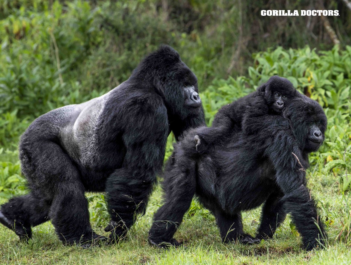 © Skyler Bishop for Gorilla Doctors