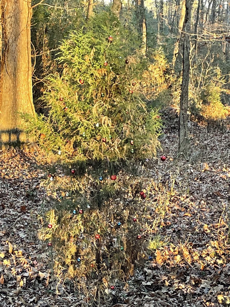 webb_momma's tweet photo. And what to my wondering eyes should appear, a Charlie Brown Christmas tree kind of close to the deer!  @ Oakboro Park.  
Merry Christmas! https://t.co/vtP5qorHrj