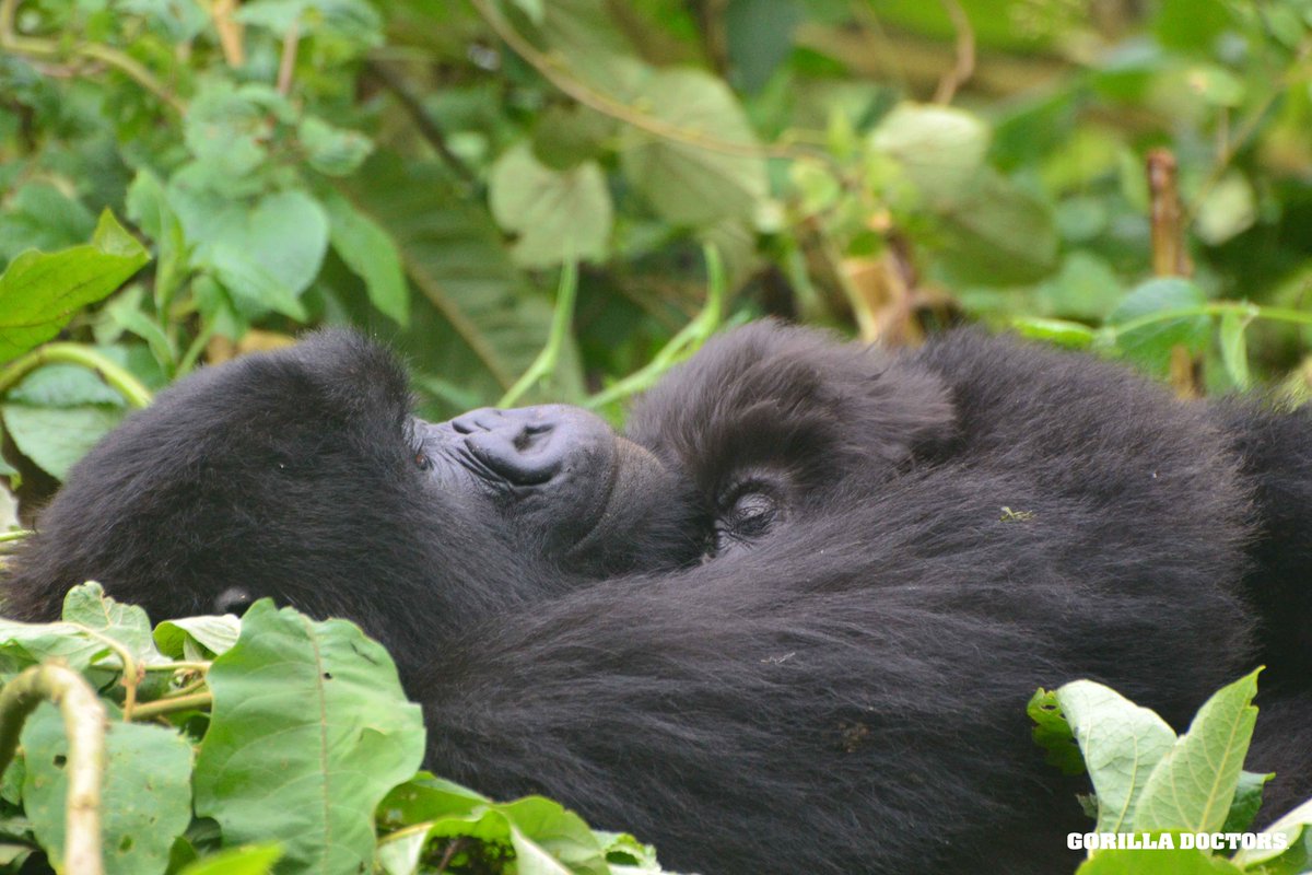 © Gorilla Doctors