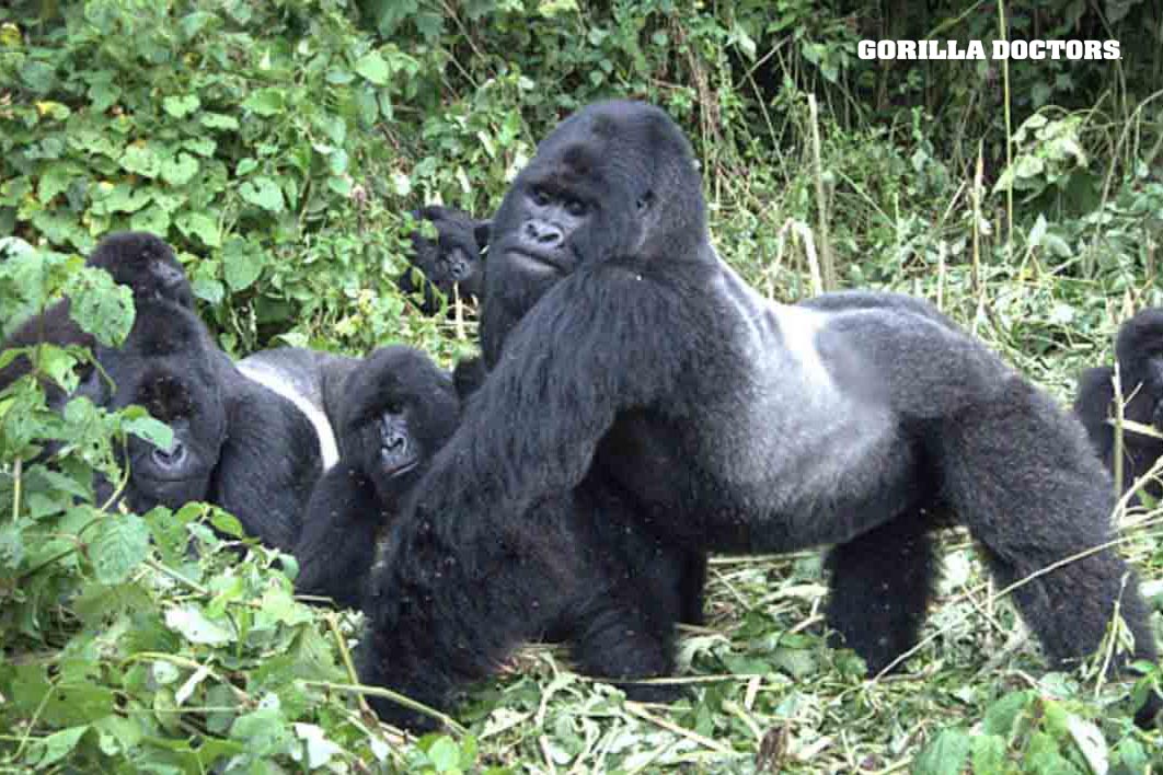 © Gorilla Doctors