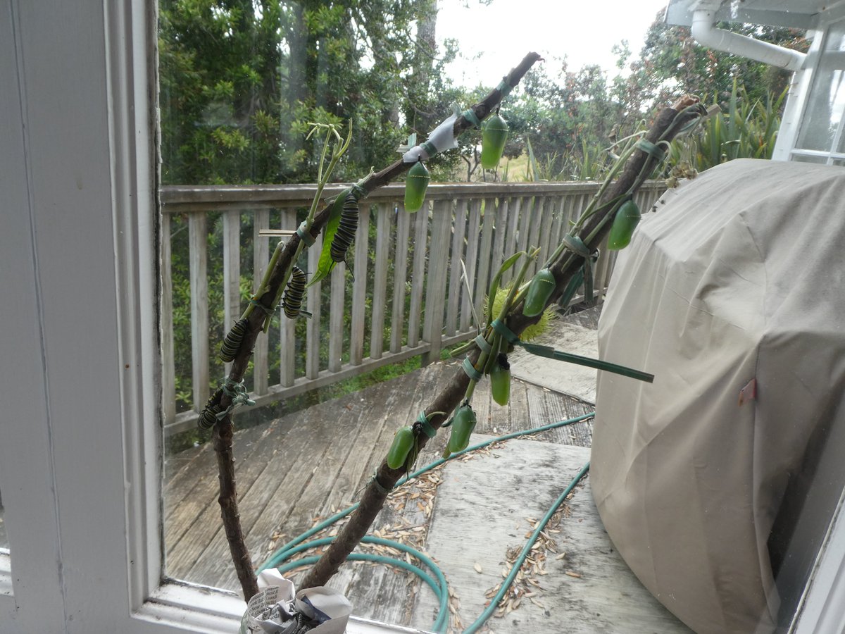 CardioKiwi's tweet photo. The collection is growing fast. But wasps do not seem to be a problem, so I won't being any more caterpillars inside - I don't think they need the protection. A neighbour said that a mite has been released for wasp control but I can't find anything about that. #GrowingMonarchs https://t.co/TG1vIk6DBR
