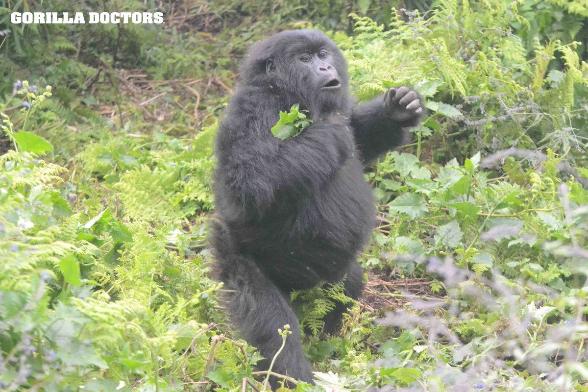 © Gorilla Doctors