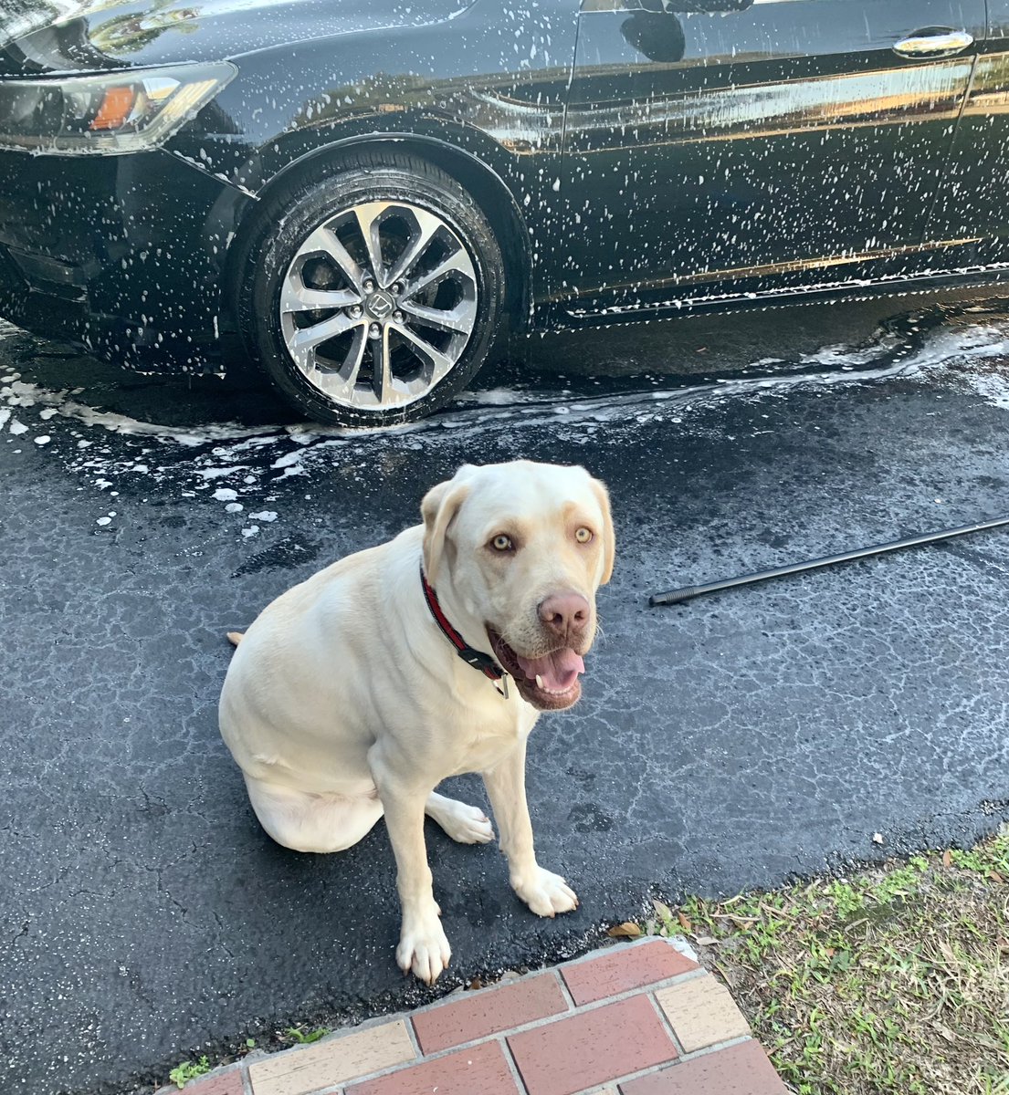 OscarTherapyDog's tweet photo. Out washing the car in the beautiful south Florida weather and have the best helper helping me. #SouthFlorida #coolweather #low70’s #besthelper #dogs #dogsoftwitter #labradors https://t.co/yJseHxrNrV