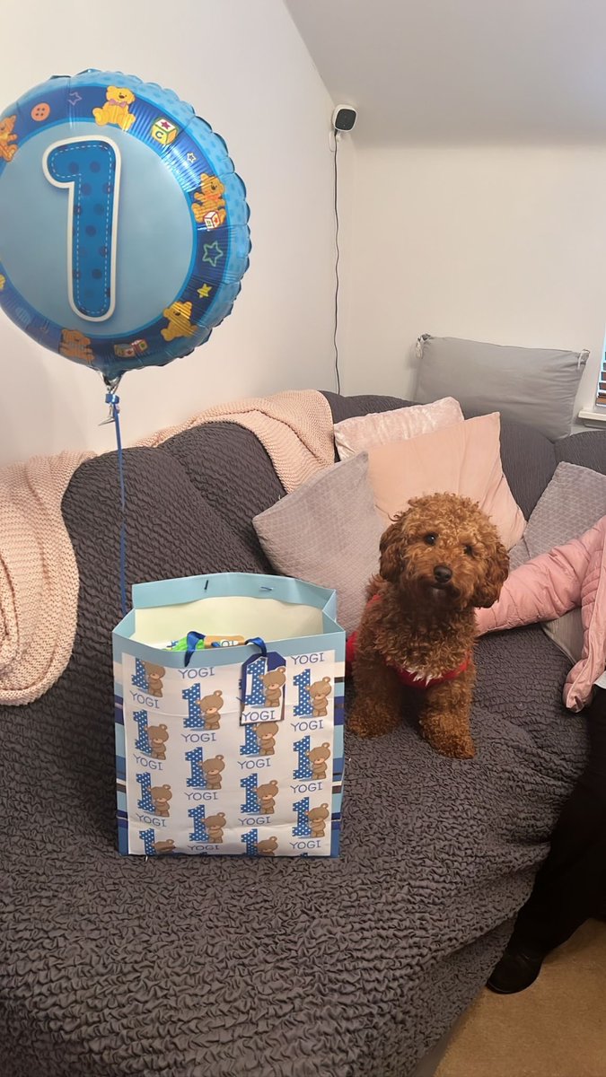 Happy 1st Birthday to my furry friend. Best thing ever. Love him too bits x