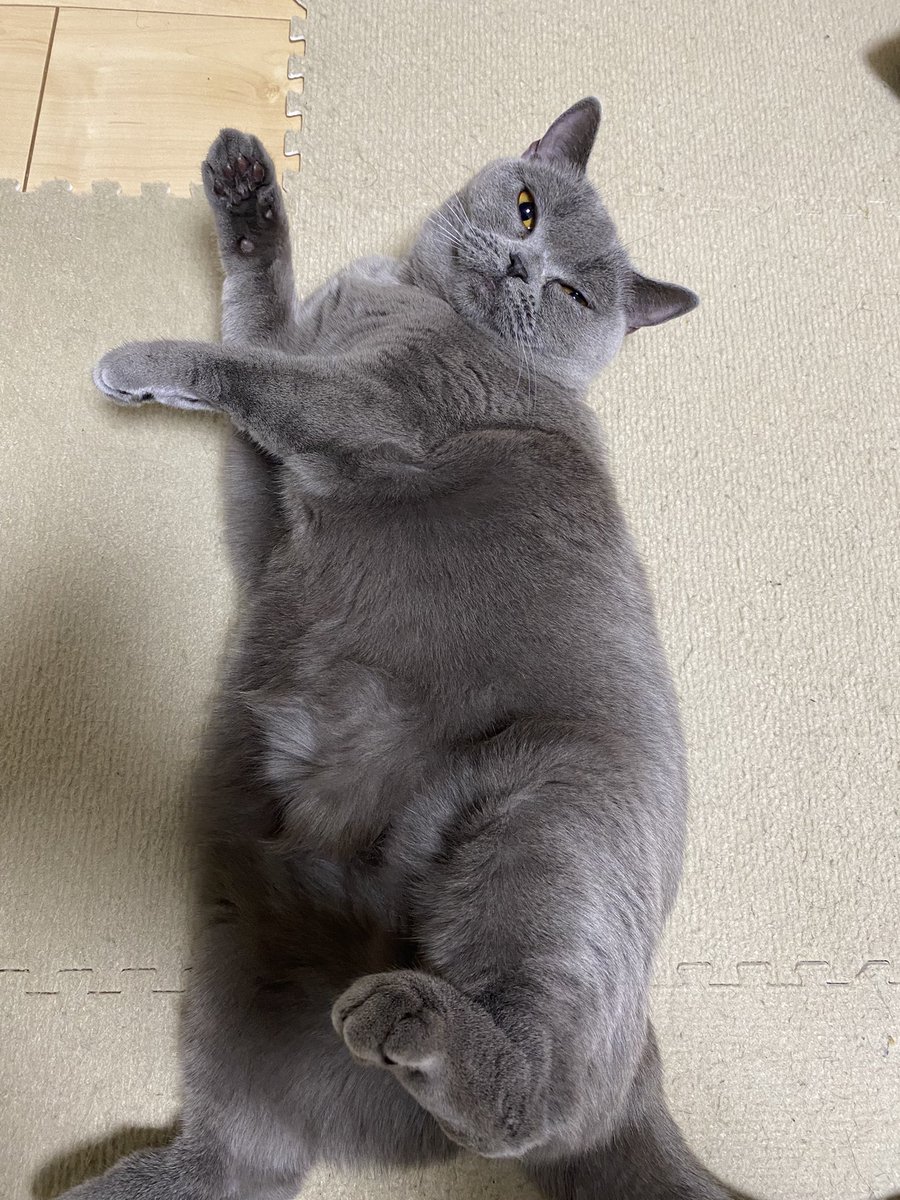 タグ ブリティッシュショートヘア の注目ツイート 2ページ目 メガとんトラック