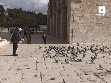 IFyou_611's tweet photo. 🇵🇸 Merangsum 🕊merpati 🕊🕊🕊di pelataran Masjid Al-Aqsha. ❤

#SaveAqsha
#FreePalestine ❤🇵🇸 https://t.co/1DYrzoDw13