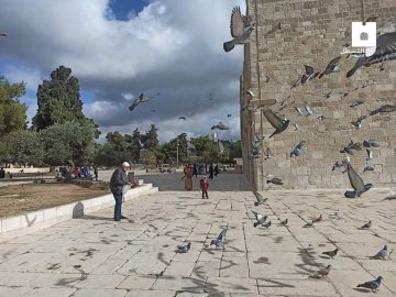 IFyou_611's tweet photo. 🇵🇸 Merangsum 🕊merpati 🕊🕊🕊di pelataran Masjid Al-Aqsha. ❤

#SaveAqsha
#FreePalestine ❤🇵🇸 https://t.co/1DYrzoDw13