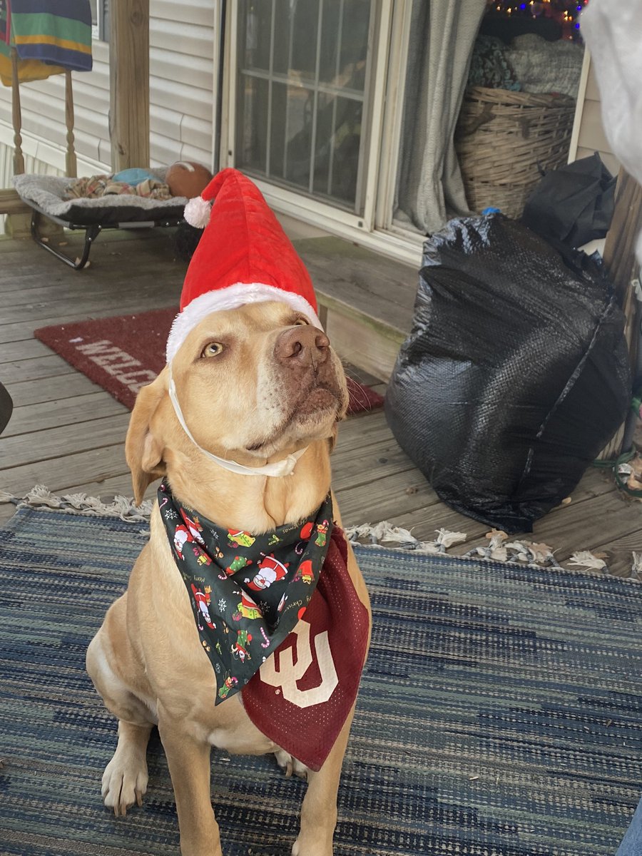 newberryvision's tweet photo. Merry Christmas!  Boomer!! https://t.co/CQl398prUB