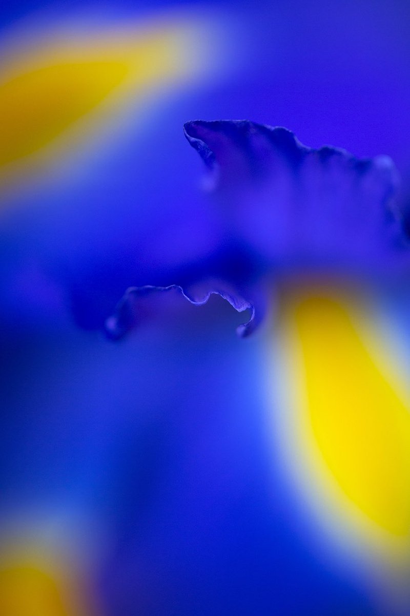 Reneejcampbell's tweet image. #fowardthinking is a beautiful idea. 

opensea.io/collection/pet…