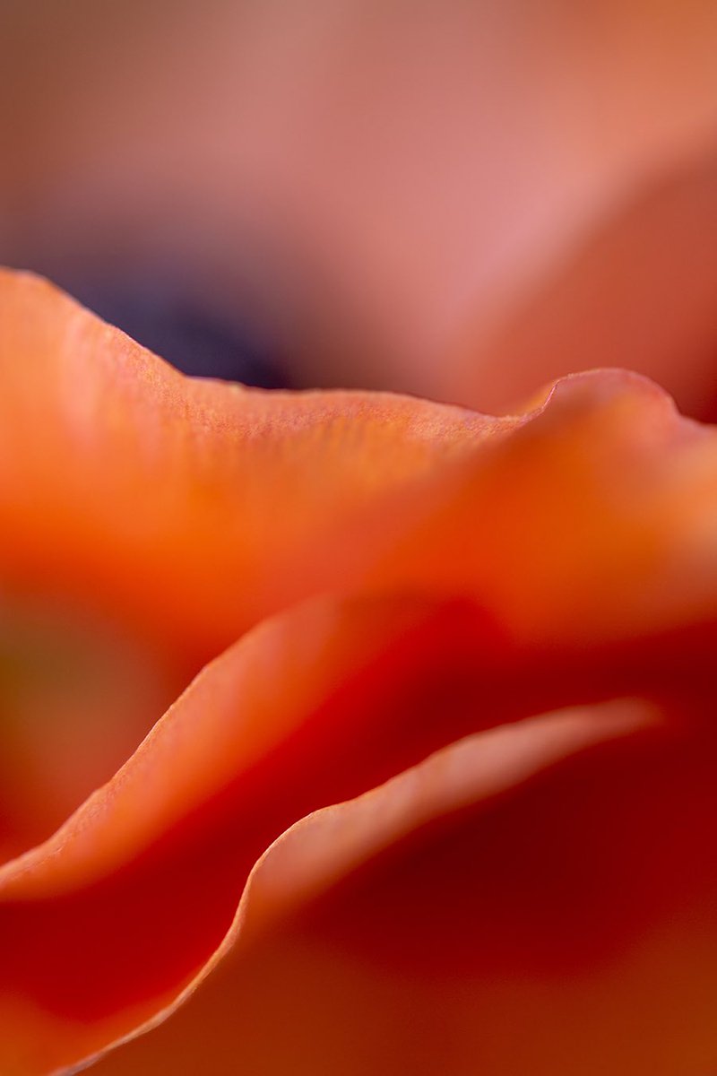 Reneejcampbell's tweet image. #fowardthinking is a beautiful idea. 

opensea.io/collection/pet…