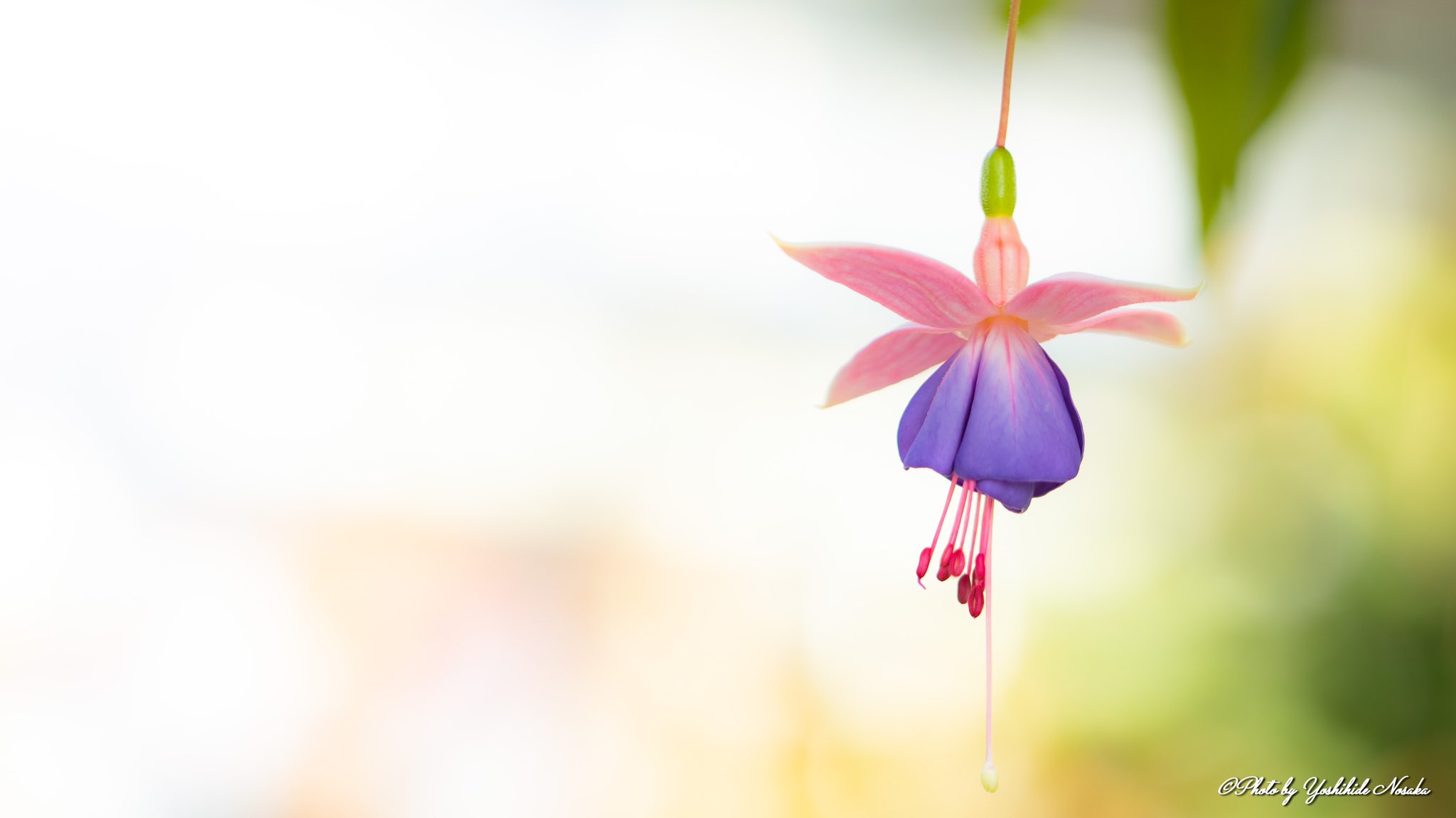 よしひで とっても可愛い釣浮草 フクシア アカバナ科 釣浮草 広島市植物公園 花 花 花撮り人 お写んぽ T Co Nhlvyucp5q Twitter